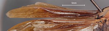 Media type: image;   Entomology 33136 Aspect: Wing front
